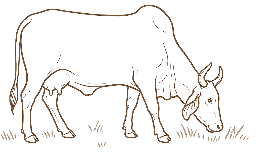 Heritage Cow